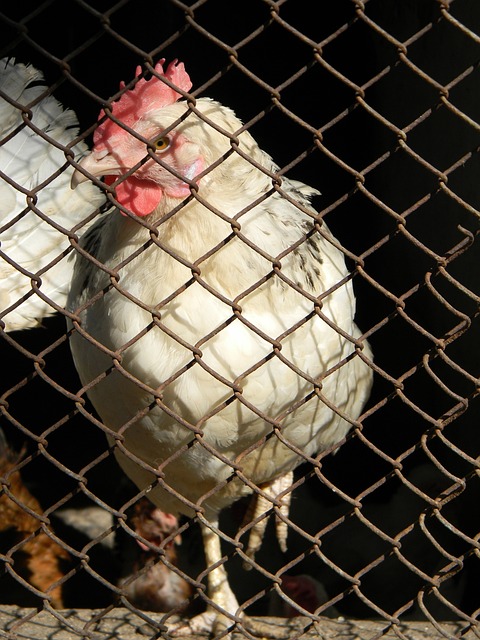 战术大师的 战术大师的